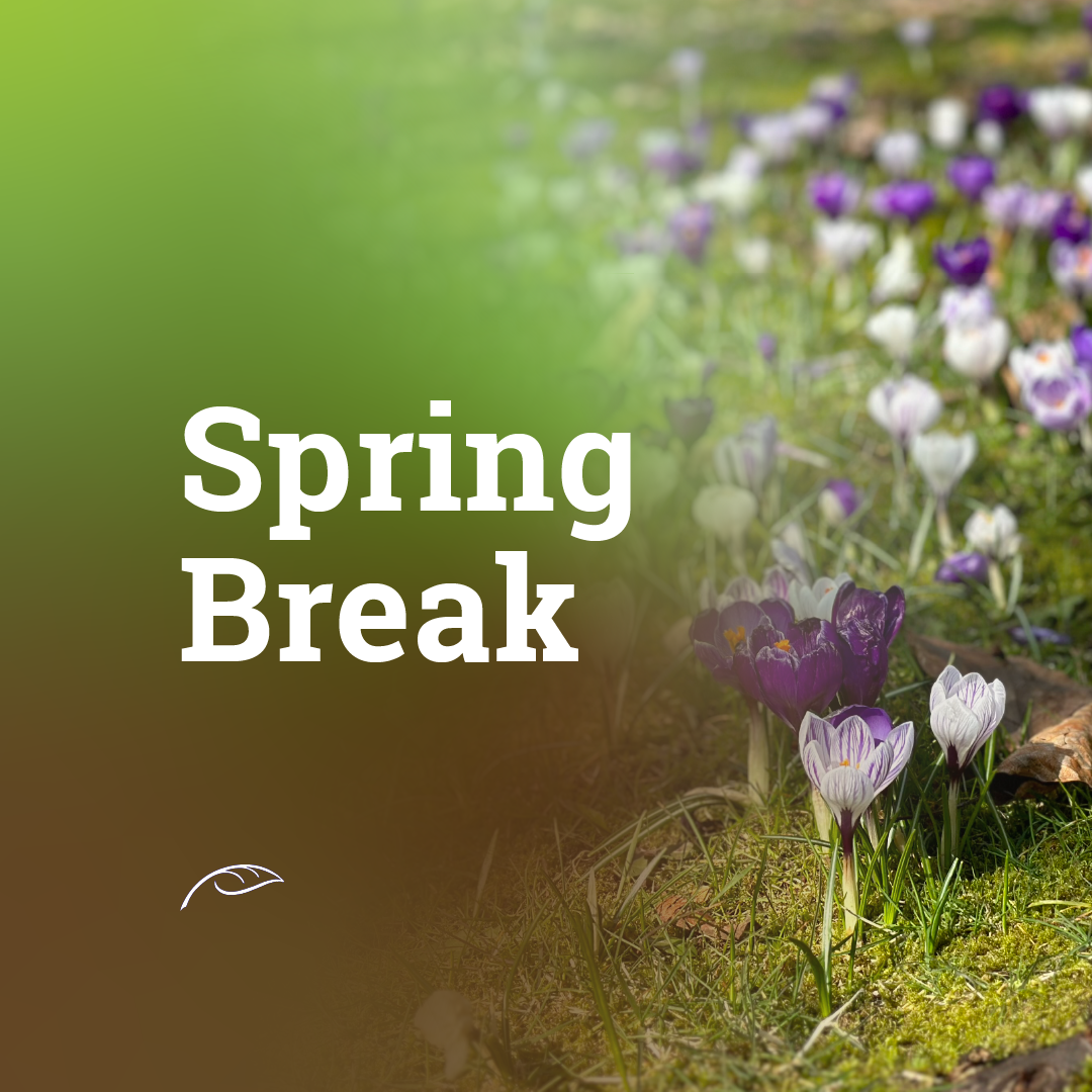 Promotional graphic reading “Spring Break” in large white text over a photograph of blooming crocus flowers in shades of purple and white growing in a grassy field.