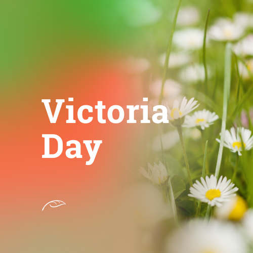 Victoria Day graphic featuring large white “Victoria Day” text on a soft green and orange gradient background. White daisies with yellow centers bloom among green grass and foliage.